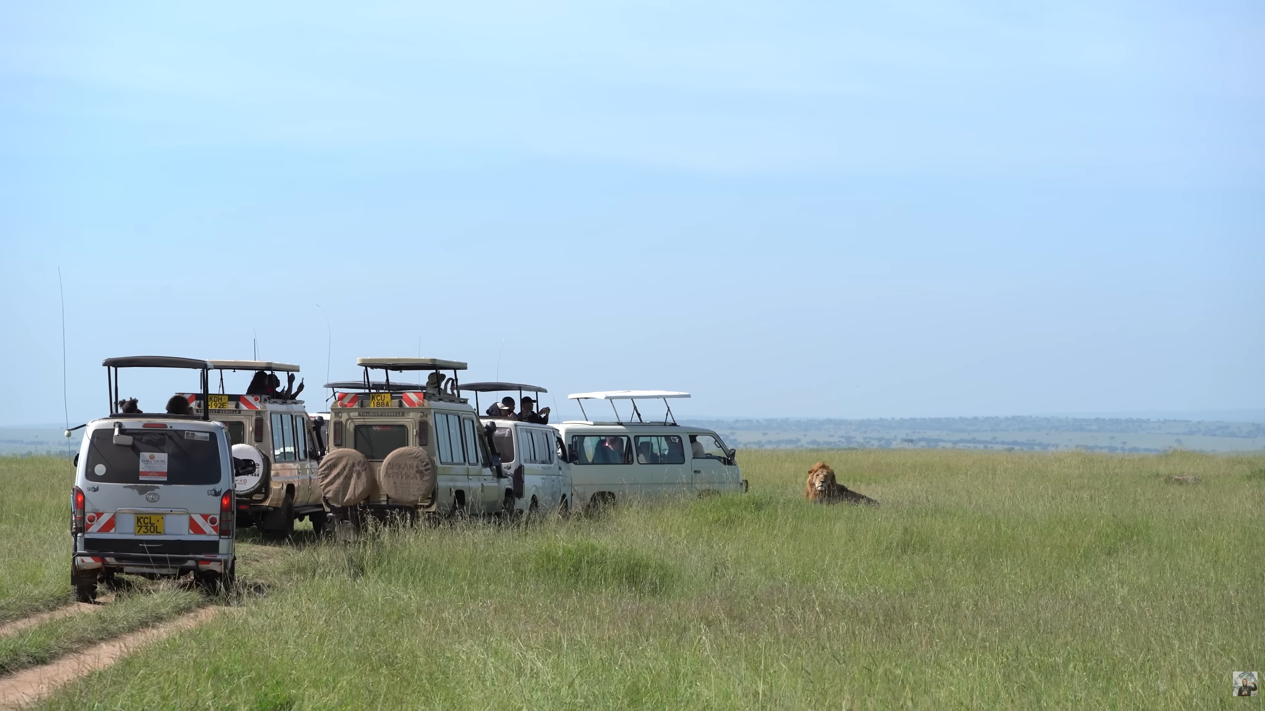 Safari